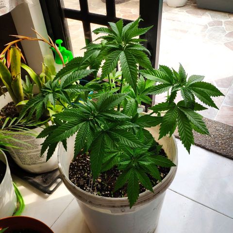 Bubba Kush growlog timeline photo