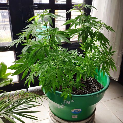 Jack Herer V1 growlog timeline photo