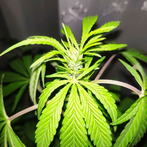 Jack Herer V1 growlog timeline photo