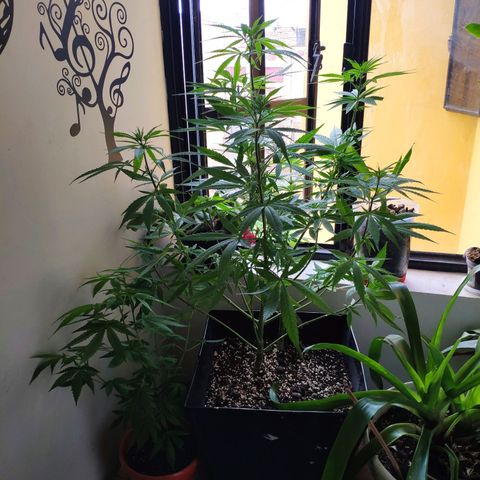 AK growlog timeline photo