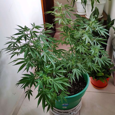 Jack Herer V1 growlog timeline photo