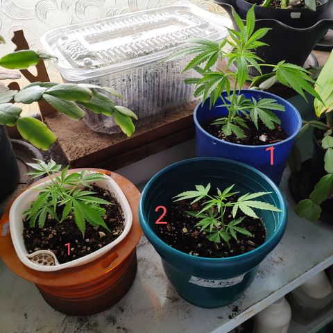 Jack Herer V1 growlog photo: ezquejes 