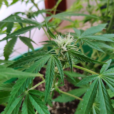 Jack Herer V1 growlog timeline photo
