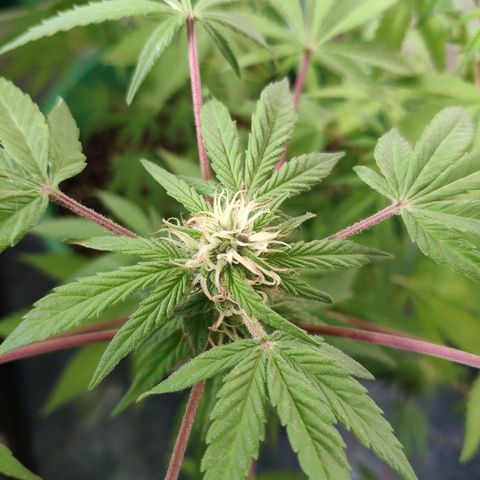 Jack Herer V1 growlog timeline photo