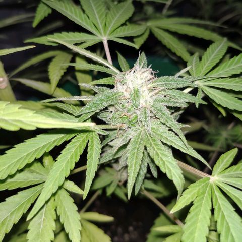 Jack Herer V1 growlog timeline photo