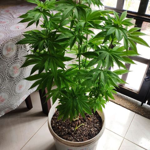 Bubba Kush growlog timeline photo