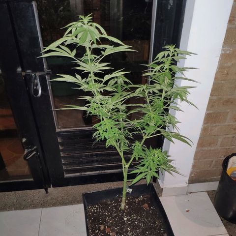 AK growlog timeline photo