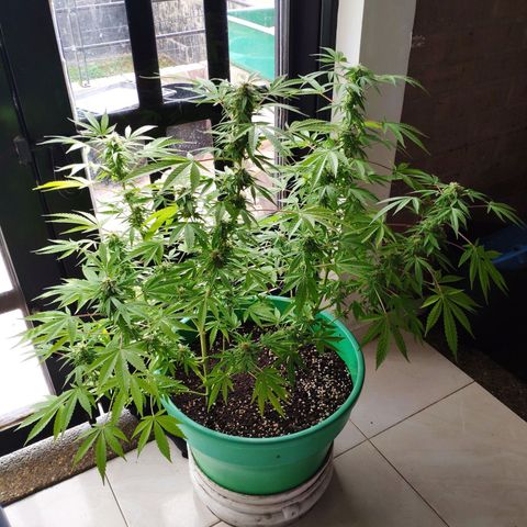 Jack Herer V1 growlog timeline photo