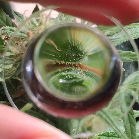 Jack Herer V1 growlog timeline photo