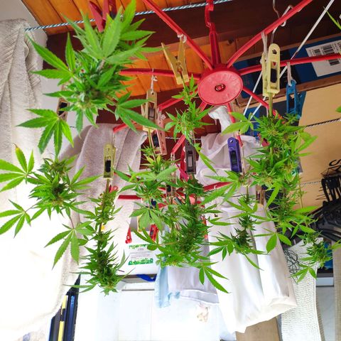 Jack Herer V1 growlog timeline photo