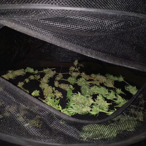 Jack Herer V1 growlog timeline photo