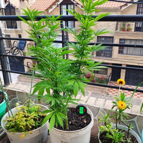 AK growlog timeline photo