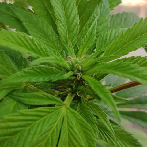 Bubba Kush growlog timeline photo
