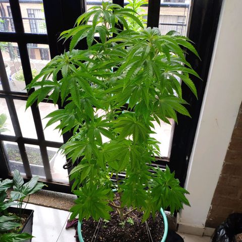 Bubba Kush growlog timeline photo
