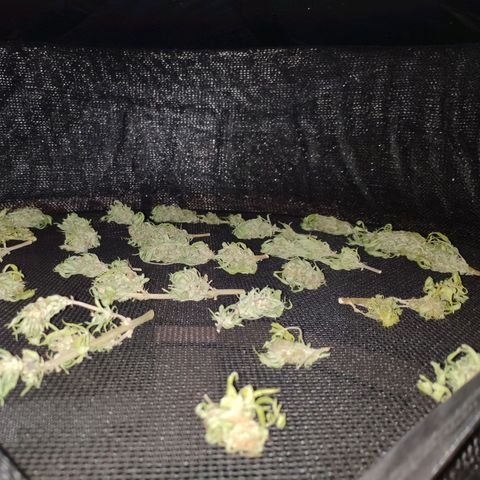 Jack Herer V1 growlog timeline photo