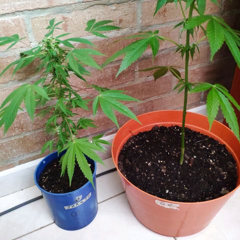 Jack Herer V1 growlog photo: Cruce de ezqueje de planta #1 con Gorilla Glue #4