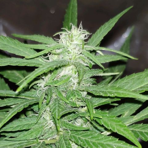 AK growlog timeline photo