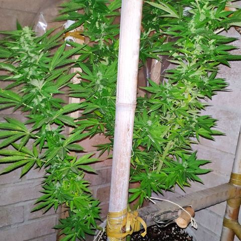 AK growlog timeline photo
