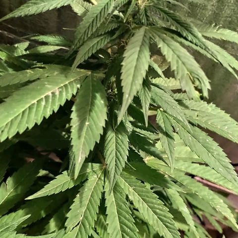 Bubba Kush growlog timeline photo