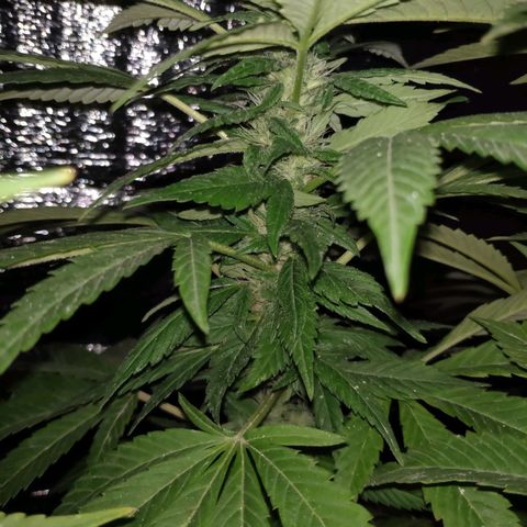 Bubba Kush growlog timeline photo