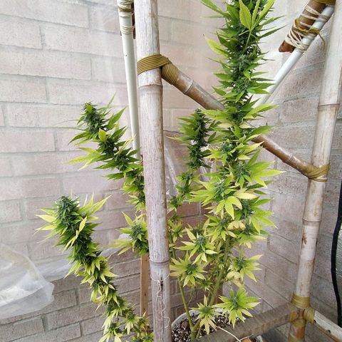 AK growlog timeline photo