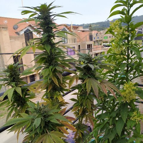 Bubba Kush growlog timeline photo