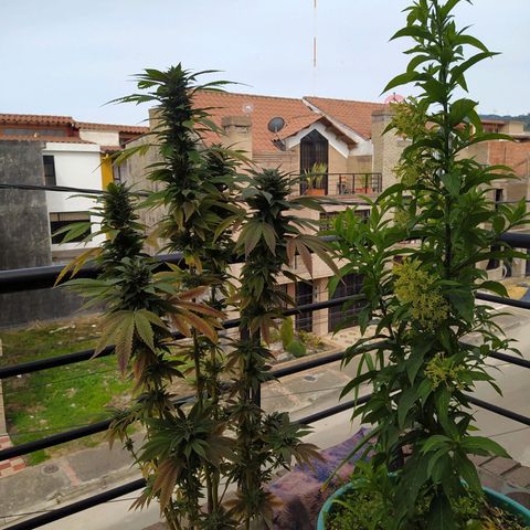 Bubba Kush growlog timeline photo