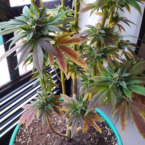 Bubba Kush growlog timeline photo