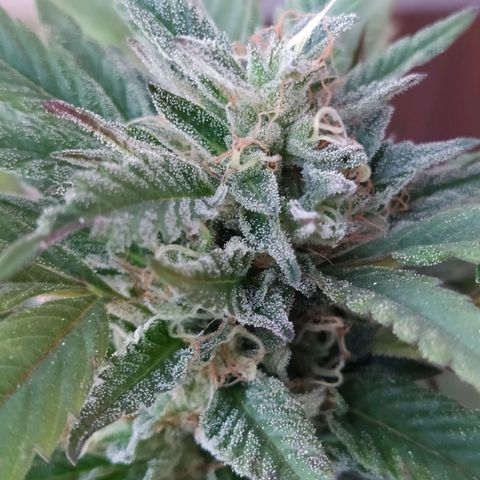 Bubba Kush growlog timeline photo