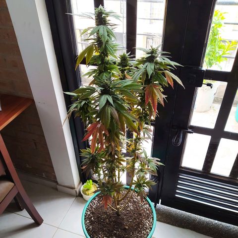 Bubba Kush growlog timeline photo
