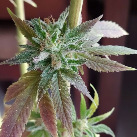 Bubba Kush growlog timeline photo