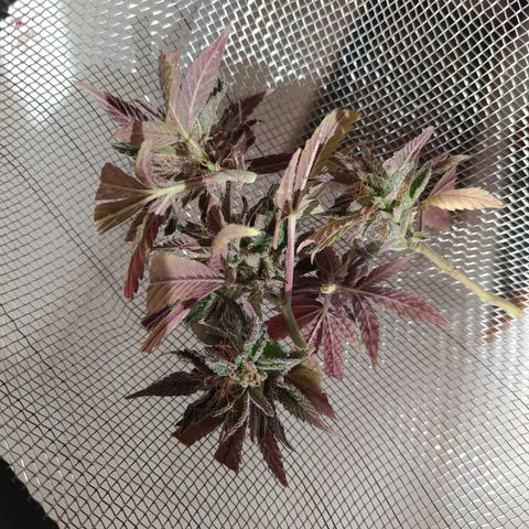Bubba Kush growlog timeline photo