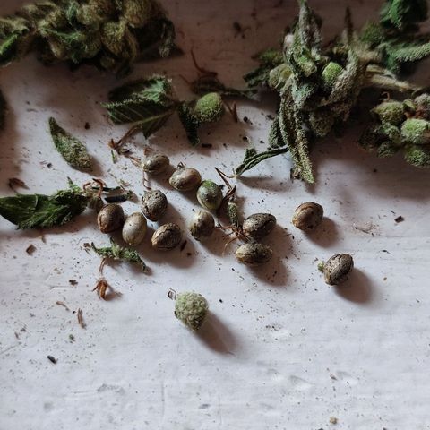 AK growlog timeline photo