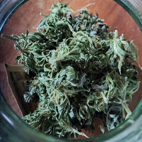 Bubba Kush growlog timeline photo