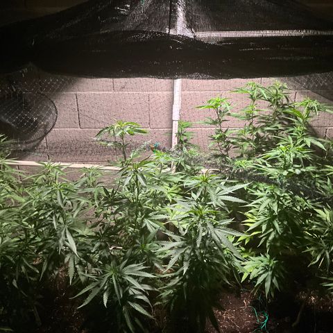 White Widow/Pineapple Express #1 growlog timeline photo