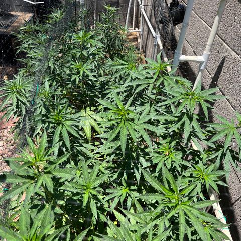 White Widow/Pineapple Express #1 growlog timeline photo