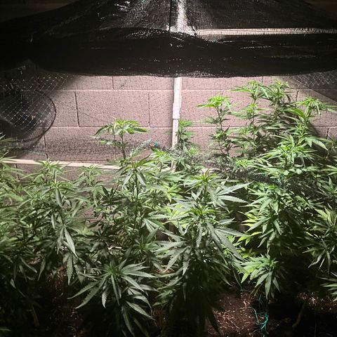 White Widow/Pineapple Express #1 growlog timeline photo
