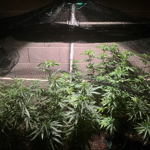 White Widow/Pineapple Express #1 growlog timeline photo