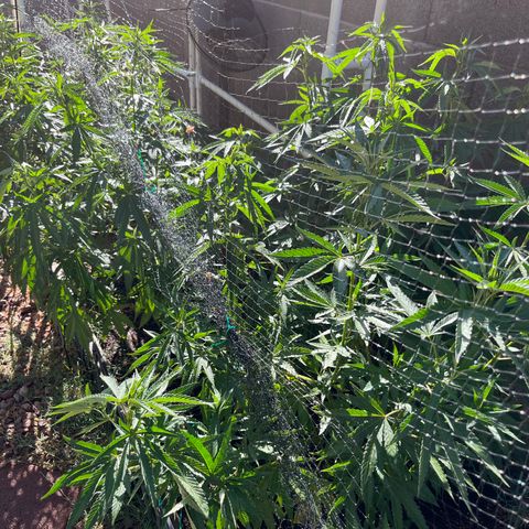 White Widow/Pineapple Express #1 growlog timeline photo