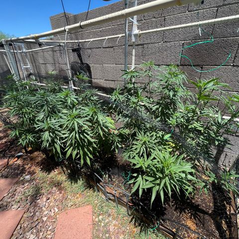 White Widow/Pineapple Express #1 growlog timeline photo