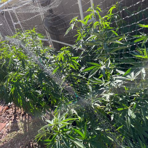 White Widow/Pineapple Express #1 growlog timeline photo