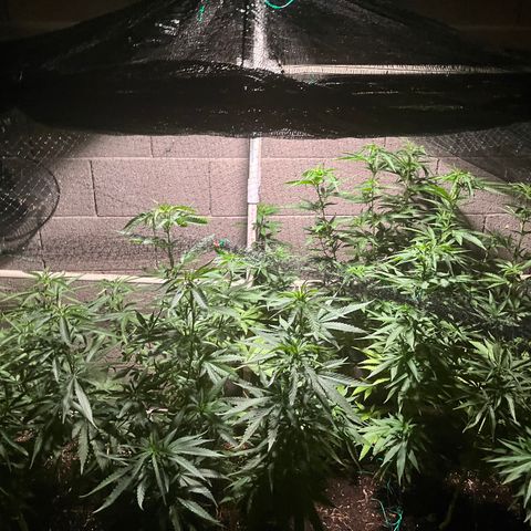 White Widow/Pineapple Express #1 growlog timeline photo