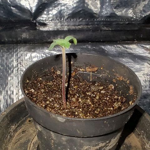 Tangie #2 growlog timeline photo