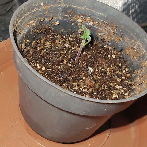 Tangie #1 growlog timeline photo