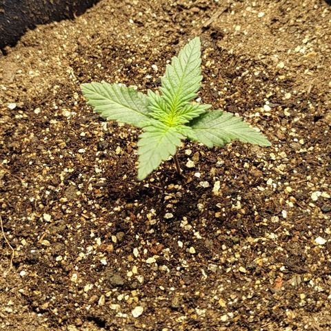 Tangie #1 growlog timeline photo