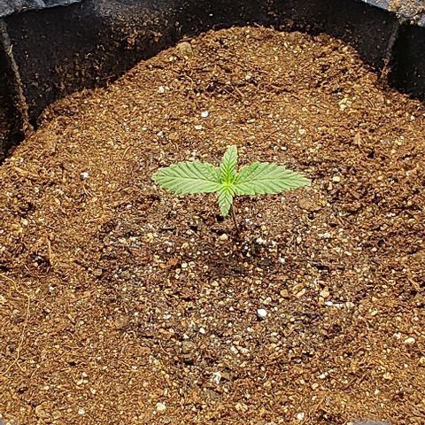 Tangie #1 growlog timeline photo