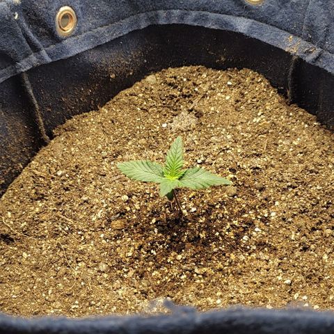 Tangie #1 growlog timeline photo