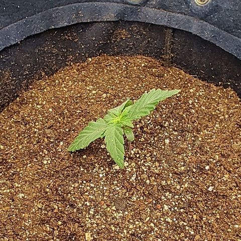 Tangie #2 growlog timeline photo