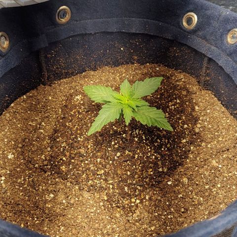 Tangie #2 growlog timeline photo