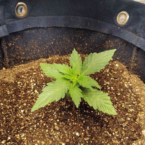 Tangie #2 growlog timeline photo
